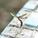 green leafed plant on sand